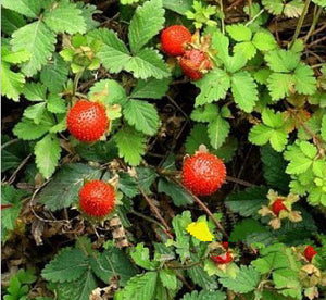 Himalayan Wild Strawberry Preserve