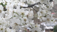 Load image into Gallery viewer, Himalayan Apricot