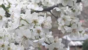 Himalayan Apricot